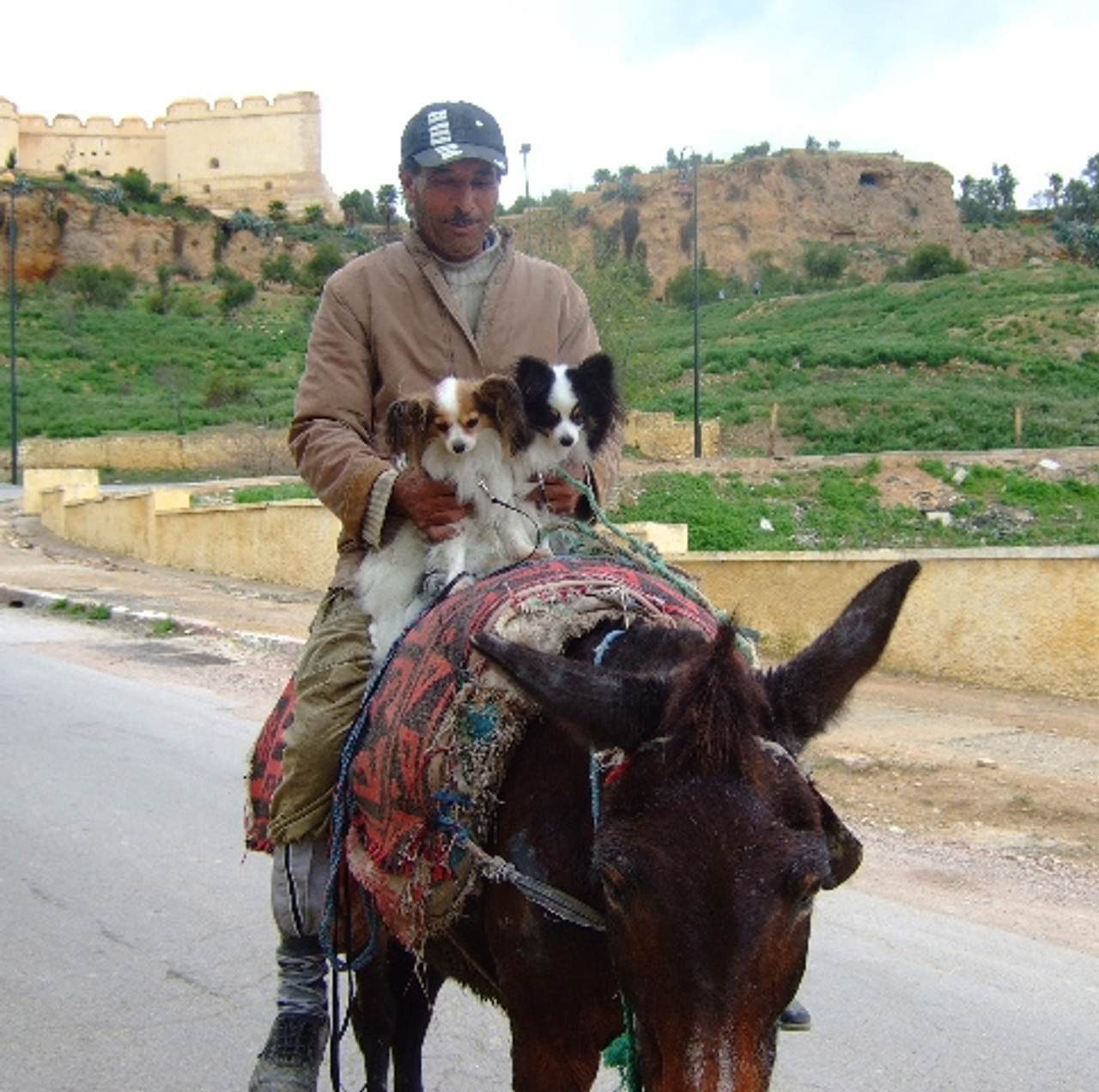 Two Papilions traveling in Moroco (1st Prize)